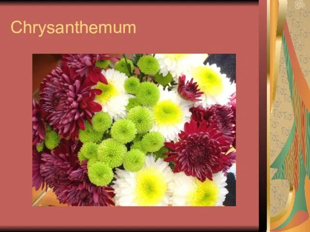 Chrysanthemum