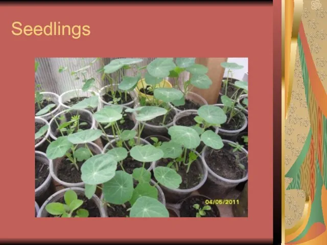 Seedlings