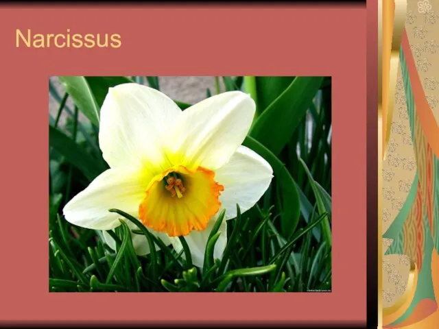 Narcissus