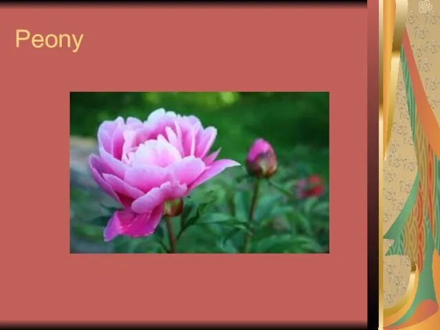 Peony