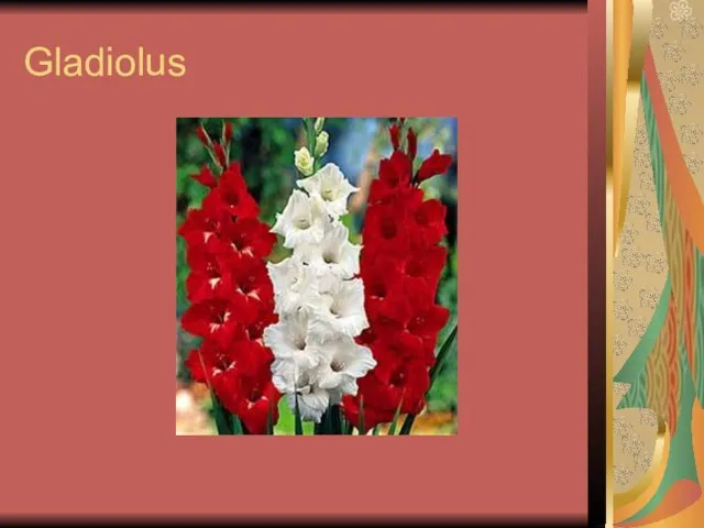 Gladiolus