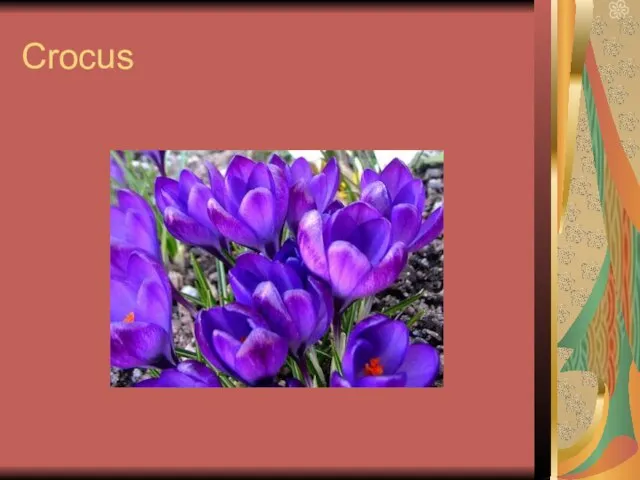 Crocus