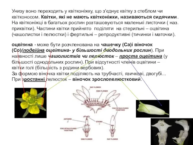 Унизу воно переходить у квітконіжку, що з'єднує квітку з стеблом чи квітконосом.