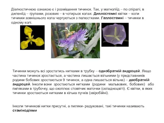 Діагностичною ознакою є і розміщення тичинок. Так, у магноліїд – по спіралі,