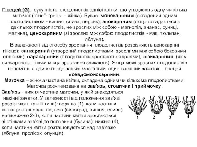 Гінецей (G) - сукупність плодолистків однієї квітки, що утворюють одну чи кілька