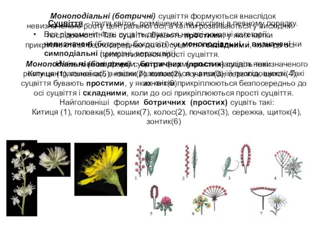 Моноподіальні (ботричні) суцвіття формуються внаслідок невизначеного росту центральної осі, а квітки розвиваються