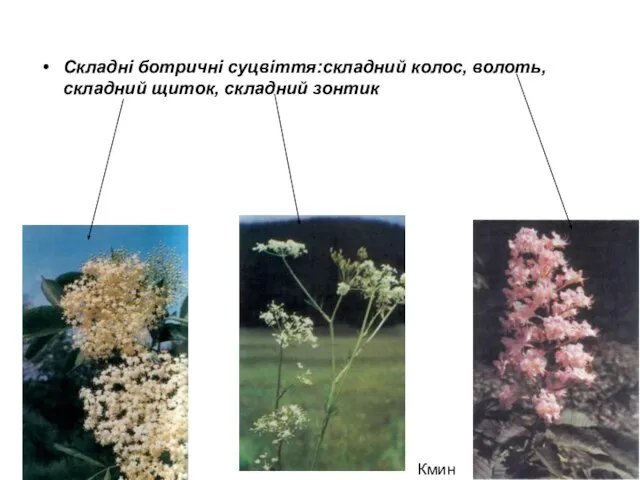 Складні ботричні суцвіття:складний колос, волоть, складний щиток, складний зонтик Кмин