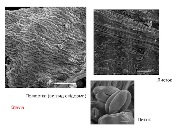 Stevia Stevia Пелюстка (вигляд епідерми) Листок Пилок