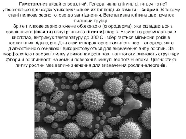 Гаметогенез вкрай спрощений. Генеративна клітина ділиться і з неї утворюються дві безджгутикових