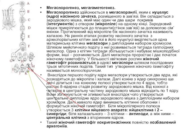 Мегаспорогенез, мегагаметогенез. Мегаспорогенез здійснюється в мегаспорангії, яким є нуцелус (ядро) насінного зачатка,