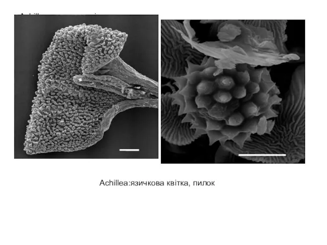 Achillea:язичкова квітка, пилок Achillea:язичкова квітка, пилок