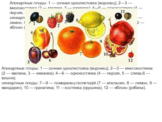 Апокарпные плоды: 1 — сочная однолистовка (воронец); 2—3 — многокостянка (2 —