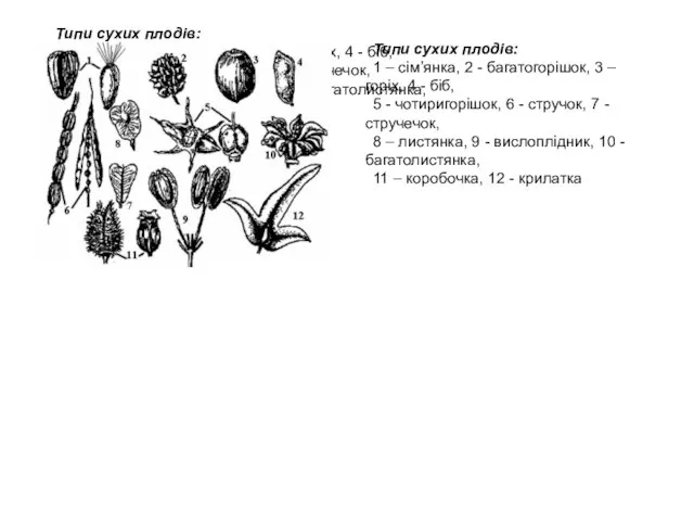 Типи сухих плодів: 1 – сім’янка, 2 - багатогорішок, 3 – горіх,