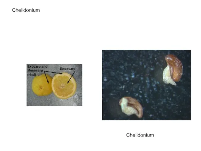 Chelidonium Chelidonium