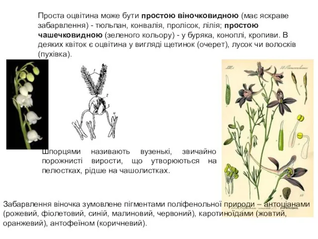 Проста оцвітина може бути простою віночковидною (має яскраве забарвлення) - тюльпан, конвалія,