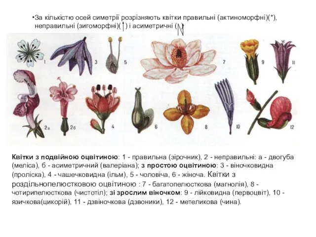 За кількістю осей симетрії розрізняють квітки правильні (актиноморфні)(*), неправильні (зигоморфні)( ) і