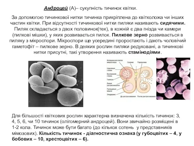 Андроцей (А)– сукупність тичинок квітки. За допомогою тичинкової нитки тичинка прикріплена до