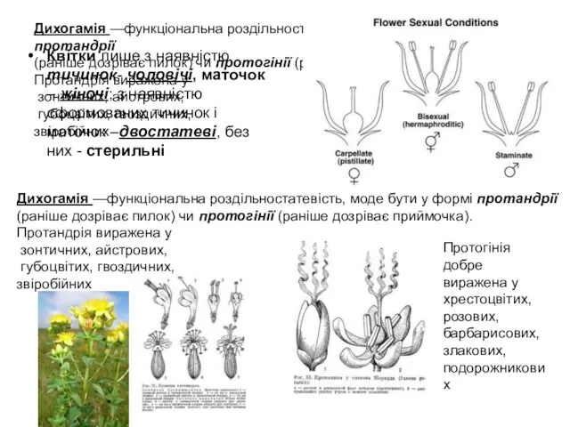 Дихогамія —функціональна роздільностатевість, моде бути у формі протандрії (раніше дозріває пилок) чи