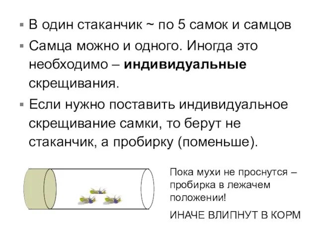 В один стаканчик ~ по 5 самок и самцов Самца можно и