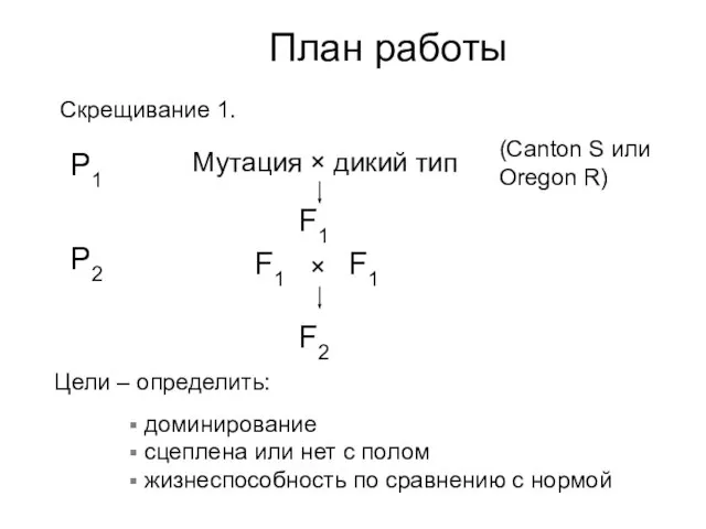 План работы Скрещивание 1. Мутация × дикий тип F1 F2 (Canton S