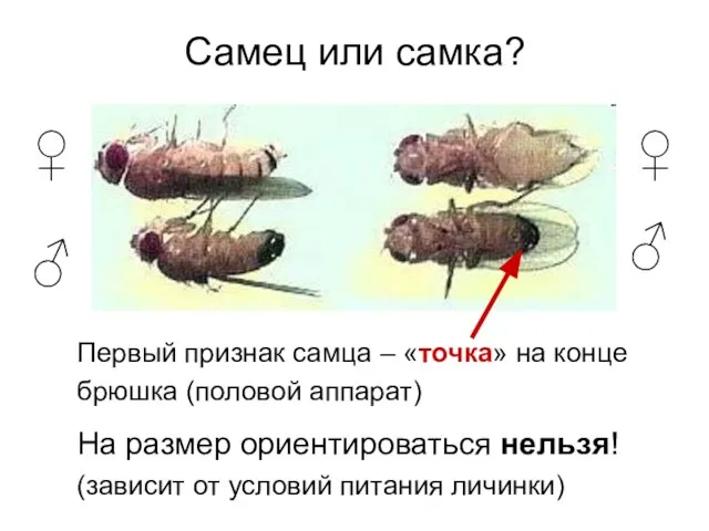 Самец или самка? Первый признак самца – «точка» на конце брюшка (половой