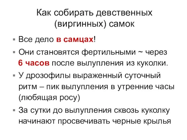 Как собирать девственных (виргинных) самок Все дело в самцах! Они становятся фертильными