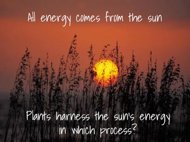 All energy comes from the sun Plants harness the sun’s energy in which process?