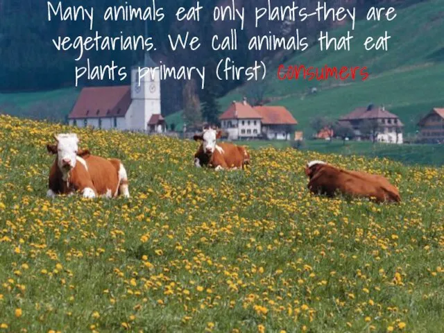 Many animals eat only plants-they are vegetarians. We call animals that eat plants primary (first) consumers