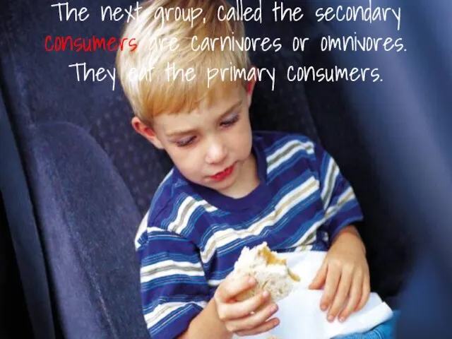 The next group, called the secondary consumers are carnivores or omnivores. They eat the primary consumers.