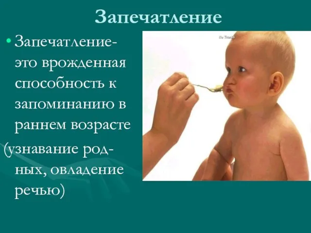 Запечатление Запечатление- это врожденная способность к запоминанию в раннем возрасте (узнавание род-ных, овладение речью)