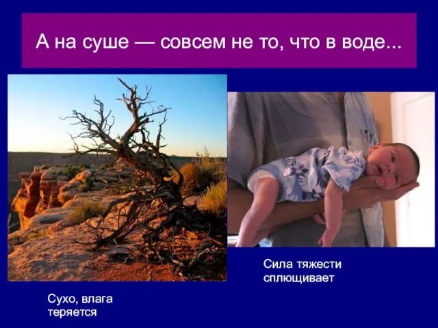 А на суше — совсем не то, что в воде... Сухо, влага теряется Сила тяжести сплющивает