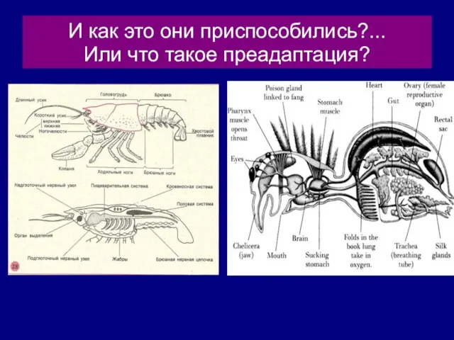 И как это они приспособились?... Или что такое преадаптация?