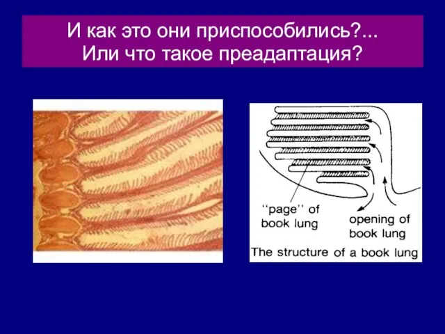 И как это они приспособились?... Или что такое преадаптация?