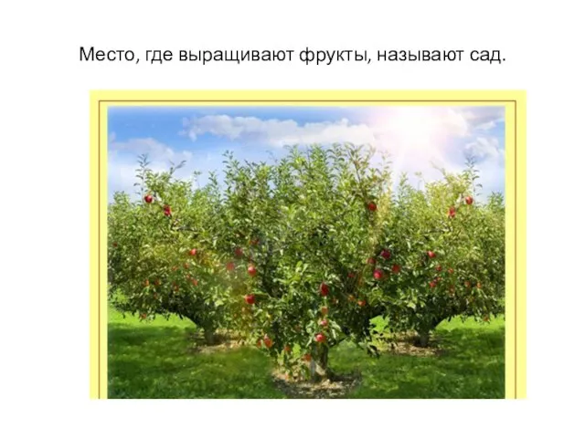 Место, где выращивают фрукты, называют сад.