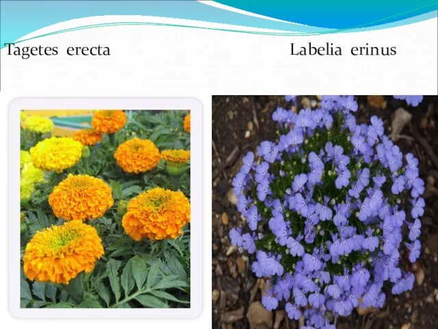 Tagetes erecta Labelia erinus