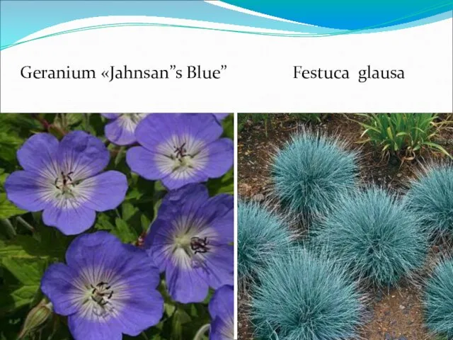 Geranium «Jahnsan”s Blue” Festuca glausa