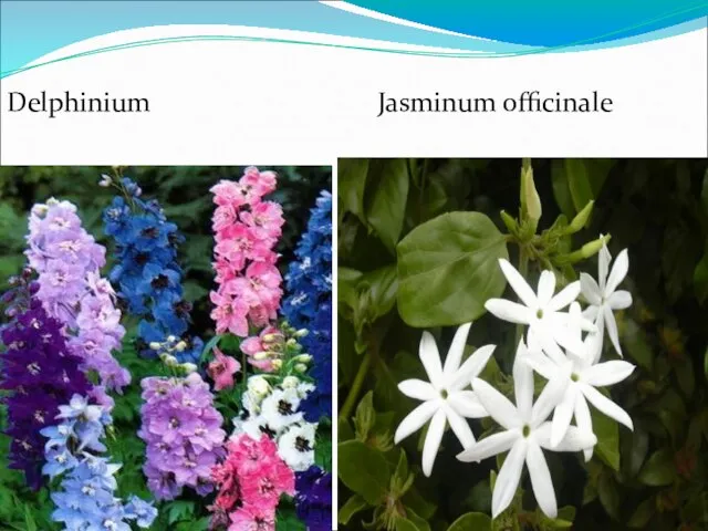 Delphinium Jasminum officinale