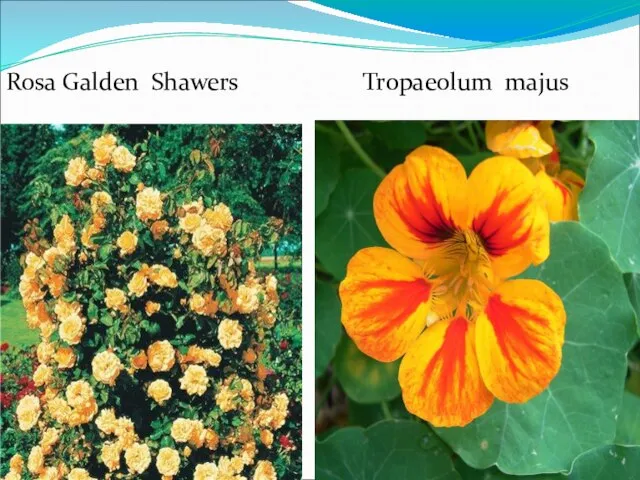 Rosa Galden Shawers Tropaeolum majus