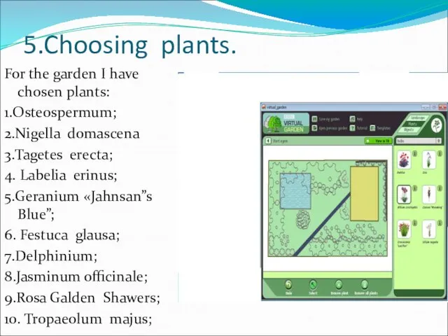 5.Choosing plants. For the garden I have chosen plants: 1.Osteospermum; 2.Nigella domascena