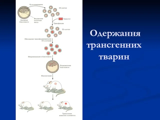 Одержання трансгенних тварин