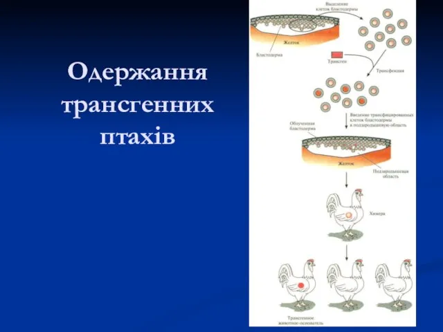 Одержання трансгенних птахів