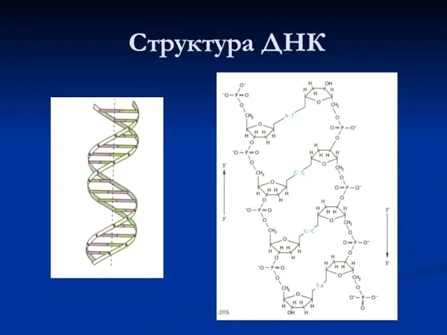 Структура ДНК