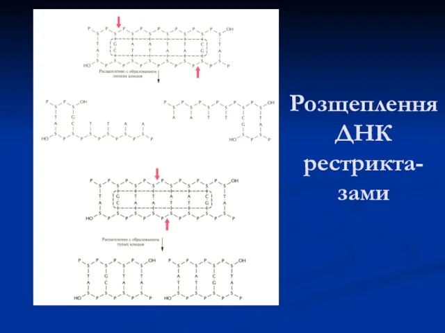 Розщеплення ДНК рестрикта-зами