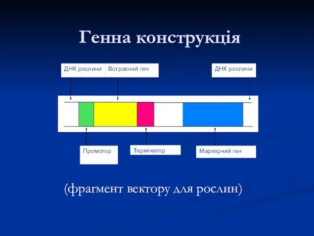 Генна конструкція (фрагмент вектору для рослин)