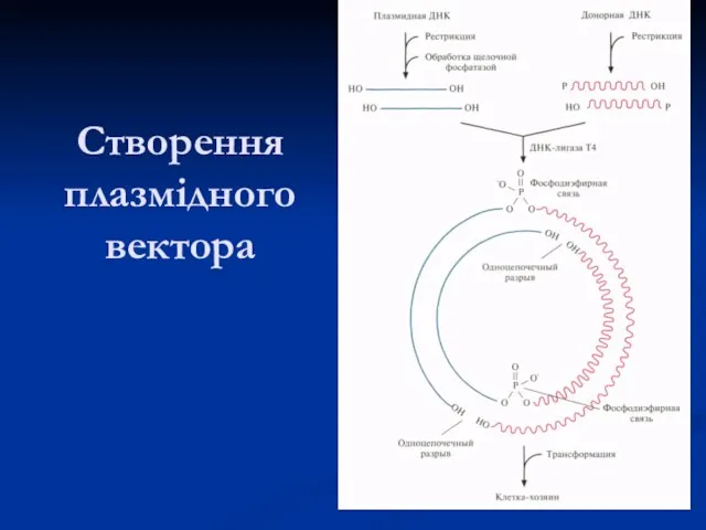 Створення плазмідного вектора