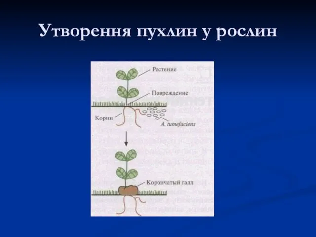 Утворення пухлин у рослин