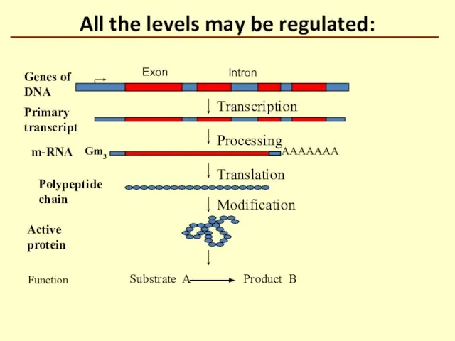 All the levels may be regulated: Transcription Processing Translation AAAAAAA Genes of
