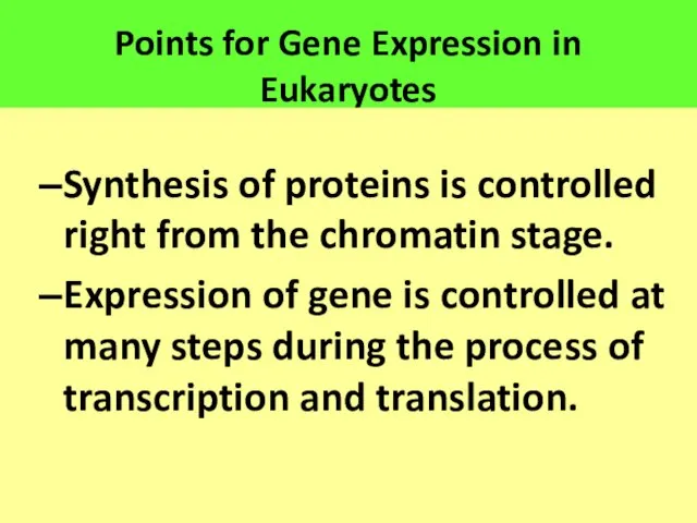 Points for Gene Expression in Eukaryotes Synthesis of proteins is controlled right