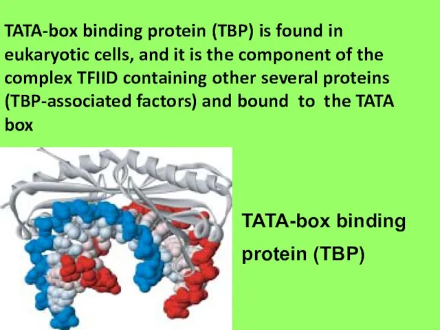 TATA-box binding protein (TBP) is found in eukaryotic cells, and it is