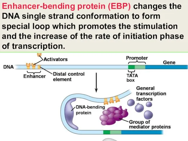 Enhancer-bending protein (EBP) changes the DNA single strand conformation to form special